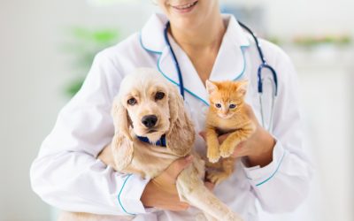 Visit a Pet Doctor in Honolulu for Distemper Vaccinations