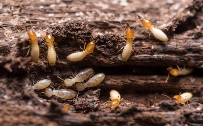 Information on Termite Control in Oklahoma City