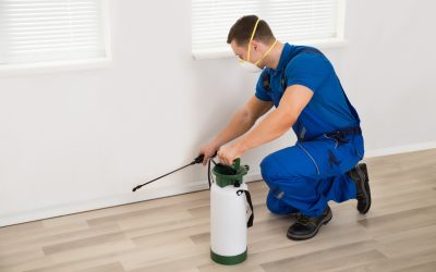 Reasons for Considering Pest Services in Oklahoma City